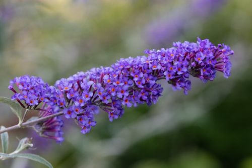 Budleja Dawida 'Nanho Blue' Fioletowa (Buddleja davidii) 2.0L na Arena.pl