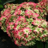 Hortensja ogrodowa Magical FARFALLA GWIAZDKOWA