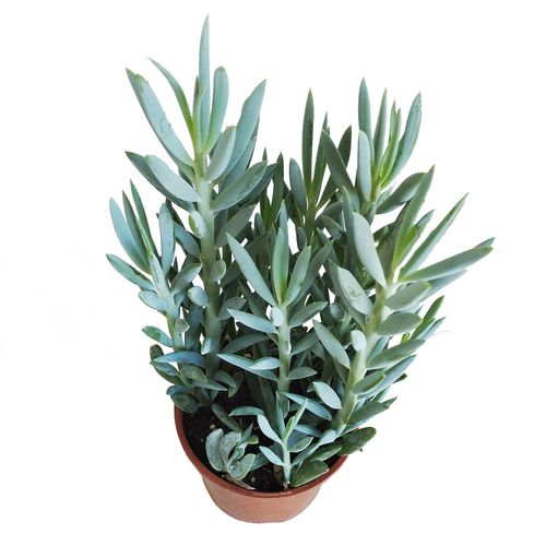 Starzec Senecio Mount Everest 40cm na Arena.pl