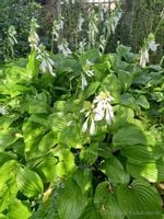 Funkia Hosta Byliny Sadzonka zielona