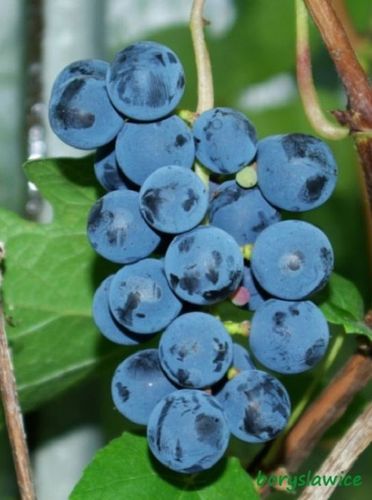 Winorośl 'Zilga' (Vitis) w doniczkach P11, wysokość 70-100 cm na Arena.pl