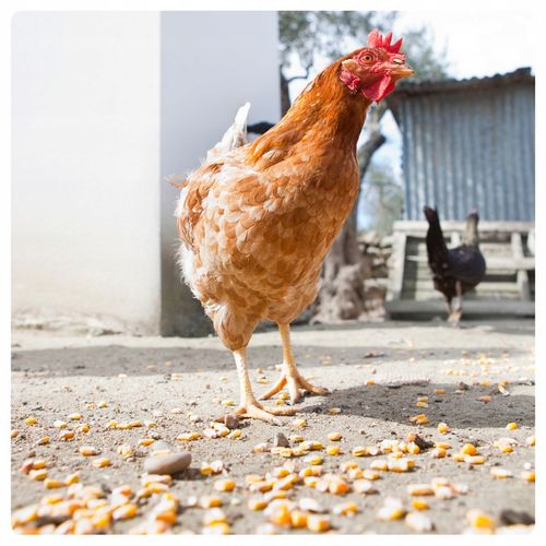 KUKURYDZA GNIECIONA PASZA KARMA DROBNA ZIARNO DLA DROBIU KUR KACZEK GOŁĘBI na Arena.pl