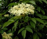 P11 BEZ CZARNY LECZNICZY SAMBUCOS NIGRA KRZEWY24