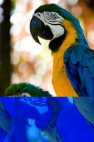 FOTOTAPETA ZWIERZĘTA PAPUGI NATURA WYMIAR 380x256