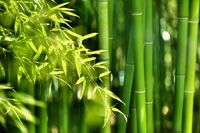 FOTOTAPETA NATURA ŁODYGI BAMBUSA BAMBUS LIŚCIE