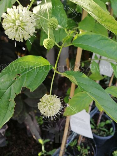 Guzikowiec zachodni - Cephalanthus occidentalis na Arena.pl