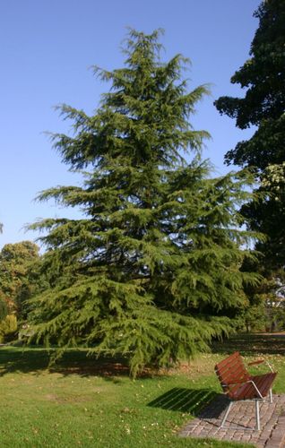 CEDR HIMALAJSKI CEDRUS - sadzonki w doniczkach na Arena.pl