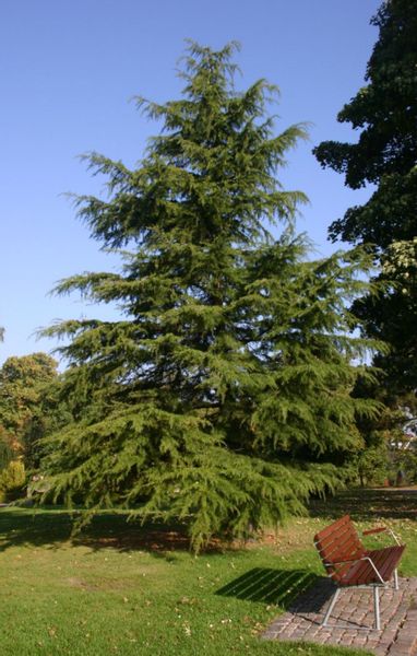 CEDR HIMALAJSKI CEDRUS - sadzonki w doniczkach zdjęcie 3