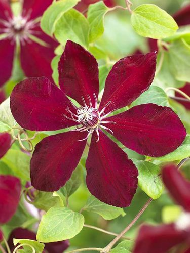 Powojnik Clematis Westerplatte C2 E na Arena.pl