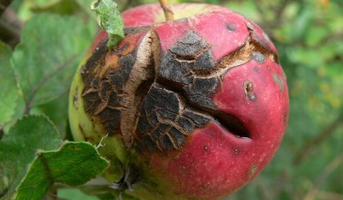 MOCZNIK NA JESIENNY OPRYSK PARCH CHOROBY GRZYBOWE 46% DRZEWEK KRZEWÓW na Arena.pl