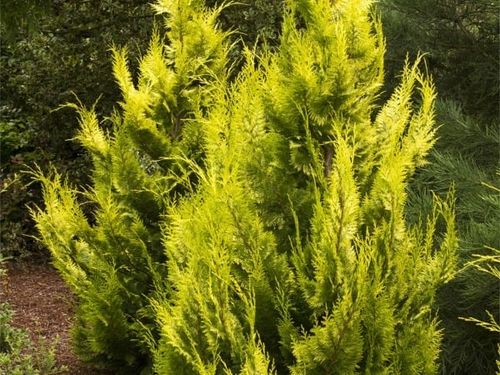 Cyprysik Lawsona IVONNE Na żywopłot Złocisty Żółty Sadzonki C3 na Arena.pl