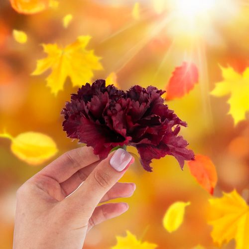 Goździk Wyrobowy Główka Kwiatu Sztuczne Kwiaty Jak Żywe Do Stroików Bordowy na Arena.pl