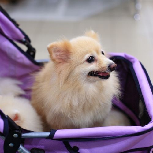 WÓZEK SPACEROWY DLA PSA KOTA Z PODUSZKĄ SKŁADANY TRANSPORTER 20 KG CZARNY na Arena.pl