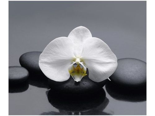 60X50CM BIAŁY STORCZYK OBRAZ ŚCIAN DREWNIANE na Arena.pl