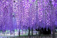 GLICYNIA WISTERIA CHIŃSKA fioletowa - sadzonki 10 / 15 cm