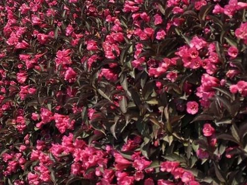 Krzewuszka WINE & ROSES Alexandra Bordowa C2 na Arena.pl