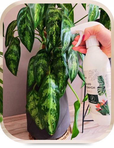 Odżywka Nawozowa Nawóz Do Liści Roślin Zielonych Monstery Palm Fikusa na Arena.pl