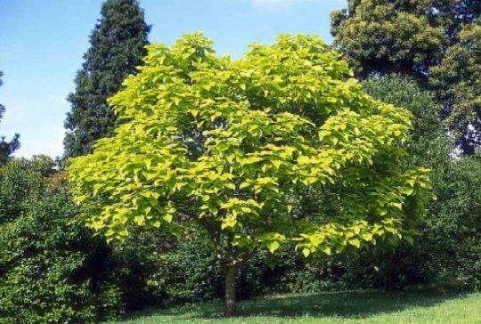 SURMIA AUREA Catalpa Katalpa Nana PA 160-180cm C5 na Arena.pl