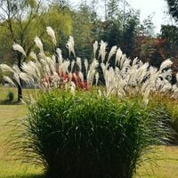 Miskant chiński SILBERFEDER Srebrzyste kłosy Wysoka Duże sadzonki 3L