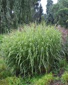 Miskant chiński Zebrinus - Miscanthus sinensis