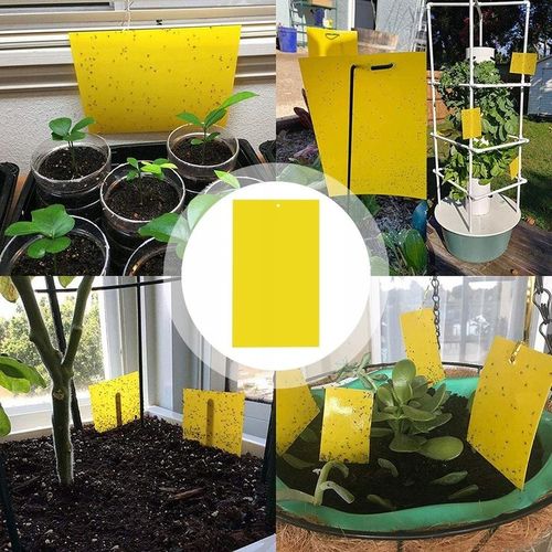 60x ŻÓŁTE LEPY DO DONICZEK DONICZKI NA MUSZKI MSZYCE OWADY ZIEMIÓRKI 60 SZT na Arena.pl