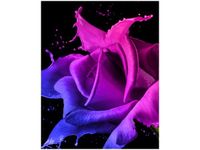 40X50CM RÓŻA FARB JAKUB BANAŚ OBRAZ