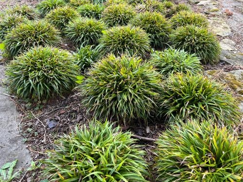 Kosmatka owłosiona 'Igel' (Luzula pilosa 'Igel') na Arena.pl