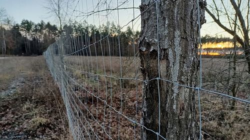 Siatka leśna - 100/12/15 G6 - 50 m na Arena.pl