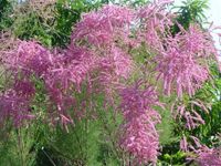 TAMARYSZEK PIĘCIOPRĘCIKOWY mrozoodporny - sadzonki 20 / 30 cm