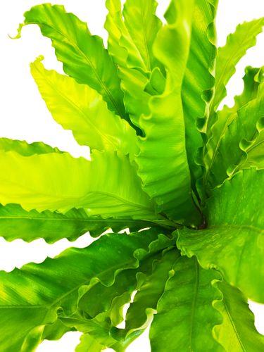 ASPLENIUM Antiquum Osaka 45cm na Arena.pl