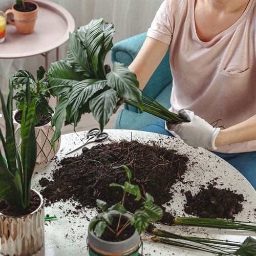 Włókno kokosowe 5kg - TORF W KOSTCE brykiet 60L podłoże kokosowe do na Arena.pl