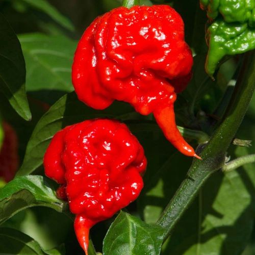 ZESTAW DO UPRAWY PAPRYKA CAROLINA REAPER HP22B RED NASIONA NAJOSTRZEJSZA na Arena.pl