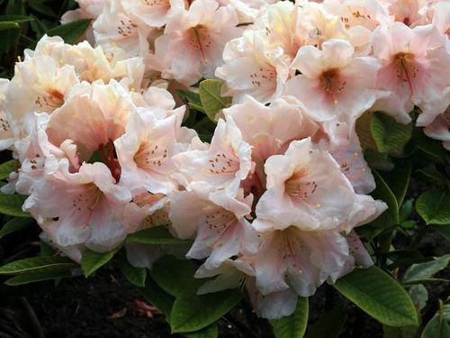 Różanecznik Golden Melody C3 E na Arena.pl