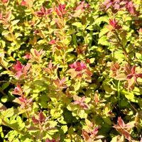 Tawuła japońska 'Sparkling Champagne' (Spiraea japonica) Doniczka 2.0L