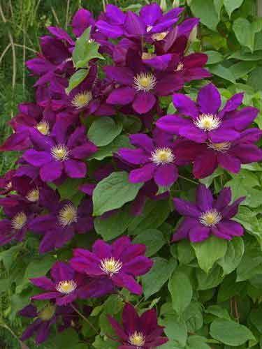 Powojnik Clematis Lech Kaczyński C2 E na Arena.pl