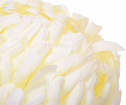 Chryzantema wyrobowa biała na Arena.pl