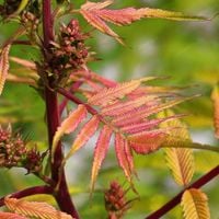 Tawlina jarzębolistna 'Sem' (Sorbaria sorbifolia) Kolorowe Liście Poj. 2.0L