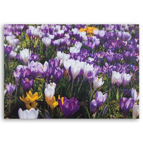 Deco Panel, Krokusy 80x60 na Arena.pl