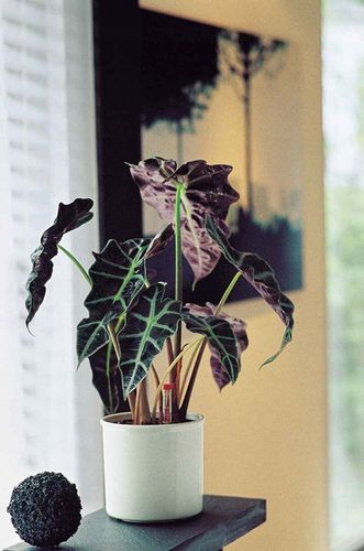 komplet do hydroponiki doniczka biała CORONA 15/19 na Arena.pl