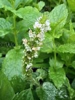 Mięta marokańska aromatyczna i orzeźwiająca