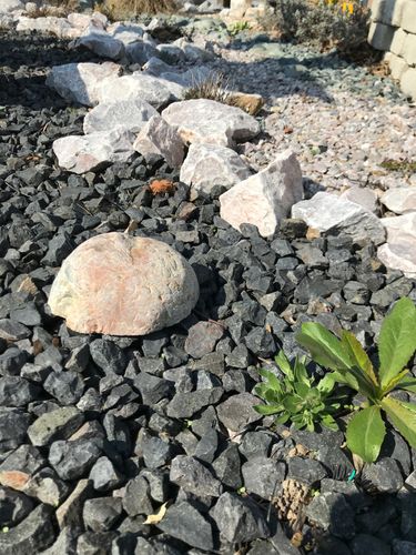 Granit Cięty Połówki 1 KG na Arena.pl