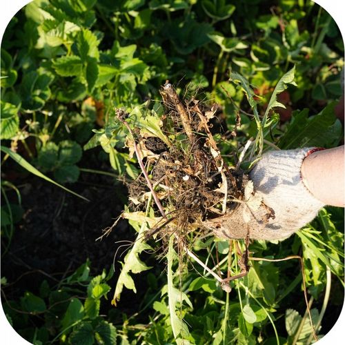 ROUNDUP DYNAMIC 1L OPRYSK NA CHWASTY RANDAP MOCNIEJSZA FORMUŁA na Arena.pl