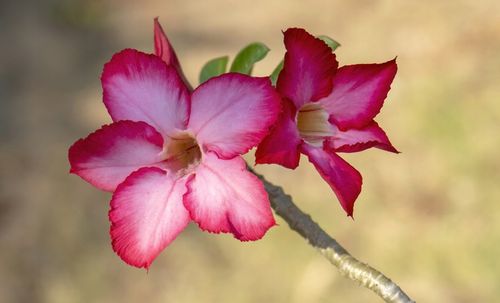 Róża pustyni ADENIUM OBESUM uroczy baobab Adenium opasłe MALUCH na Arena.pl