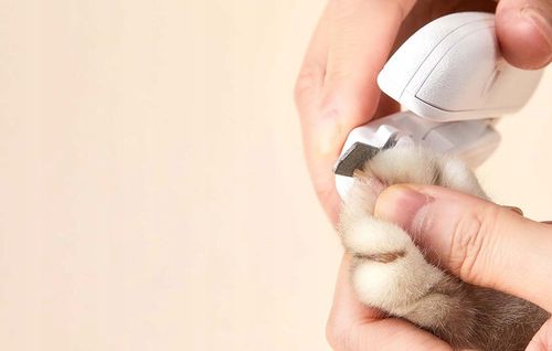 NOŻYCZKI DO OBCINANIA PAZURÓW PETKIT OBCINACZKI Z LAMPKĄ LED DLA PSA KOTA na Arena.pl