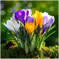 KROKUS cebulki MIX KOLORÓW łatwa uprawa do gruntu i donic 200 szt. + GRATIS