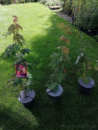 Klon ussuryjski rzadkość w ogrodach na Arena.pl