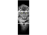 70X50CM OBRAZ DRUK TIGER IN THE DARK ŚCIAN