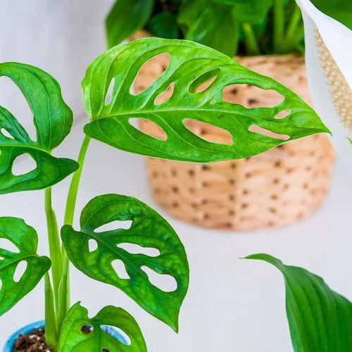 Monstera Dziurawa Adansonii JAK SZWAJCARSKI SER Monster Duże Liście na Arena.pl