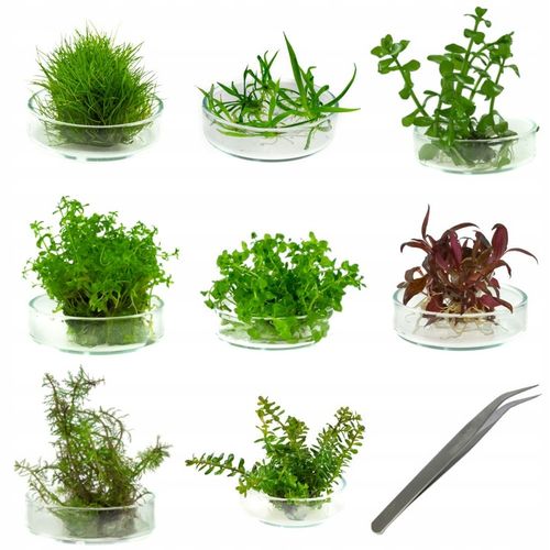 ZESTAW ROŚLIN ŁATWYCH W UPRAWIE NA TRZY PLANY DO AKWARIUM + GRATIS PĘSETA na Arena.pl