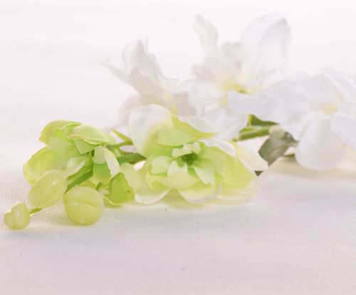 Lewkonia biała na Arena.pl